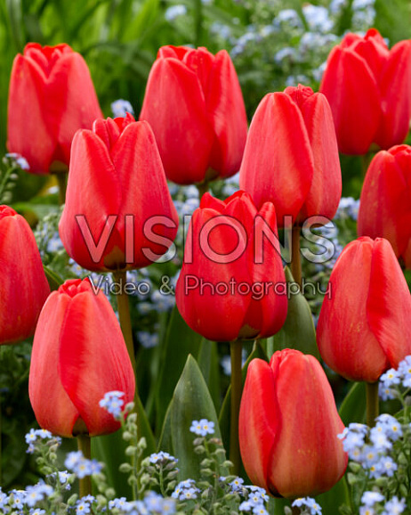 Тюльпан дарвинов гибрид Апельдорн