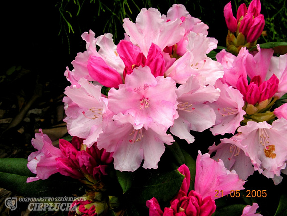 Рододендрон якушиманский Шнивитчен