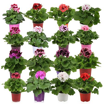 Pelargonium Grandi Mix
