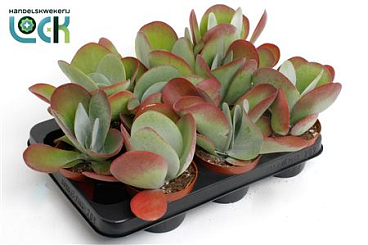 Kalanchoe Tyrsiflora (red Lips)