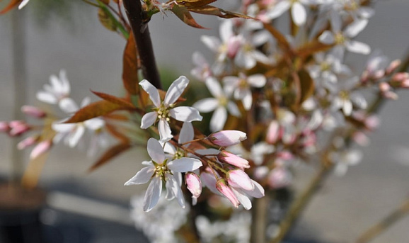 Ирга древовидная Робин Хилл штамб 100