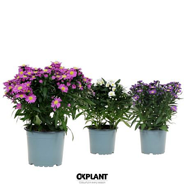 Aster Mix