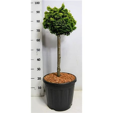 Chamaecyparis Obt Nana Aurea On Stem