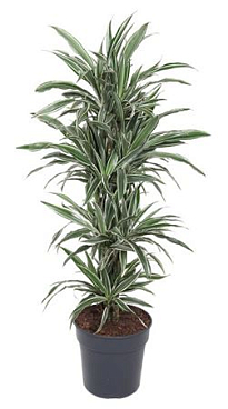 Drac White Stripe Vbranched