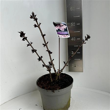 Sambucus Nigra Black Tower