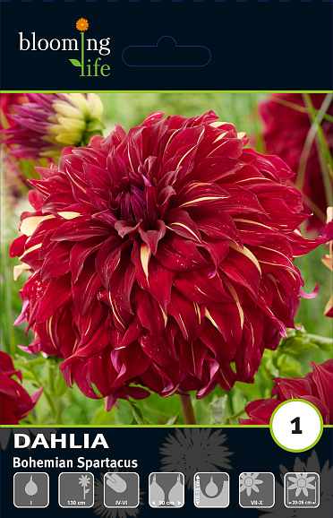 Георгина декоративная Богемиан Спартакус