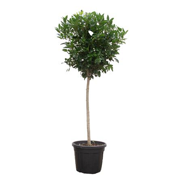 Laurus Nobilis Ball On Stem