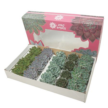 Cut Echeveria Mix 9-11cm