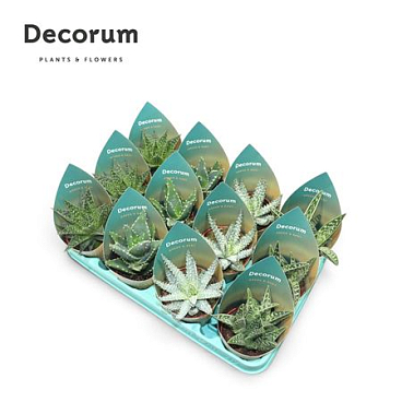 Aloe Mix (4spc.) (decorum)