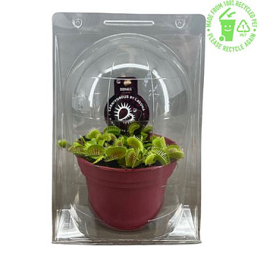 Dionaea Muscipula Jumbo In Blister