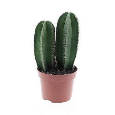 Isolatocereus Dumortirii