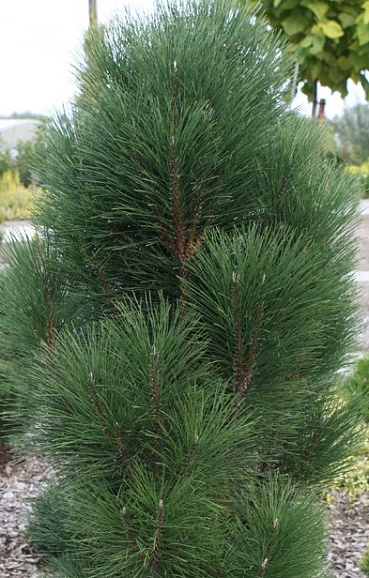 Сосна черная Пирамидалис