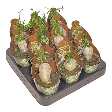 Fockea Edulis Potcover