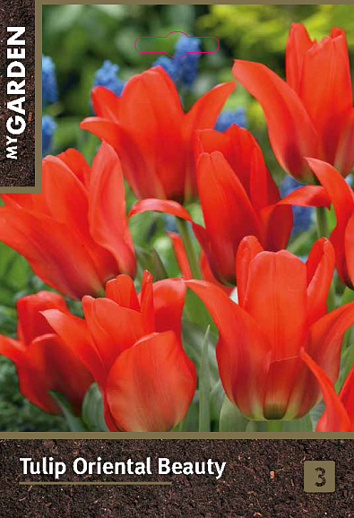 Тюльпан гибрид грейга Ориентал Бьюти