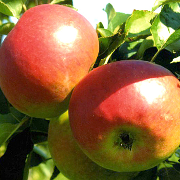 Яблоня домашняя Жигулевское в тубе