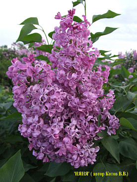 Сирень обыкновенная Няня