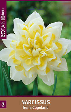 Нарцисс махровый Ирен Коуплэнд