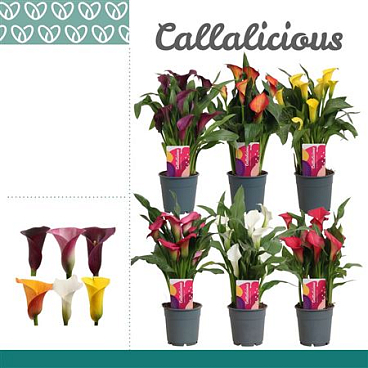 Zantedeschia Mix 3+