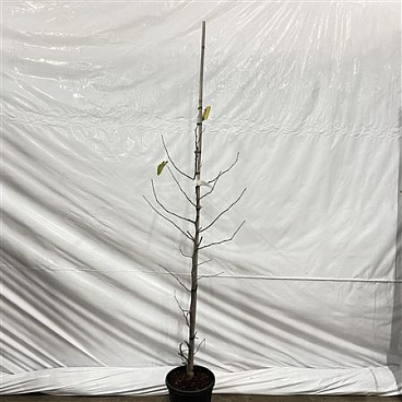 Cercis Canadensis Texas White