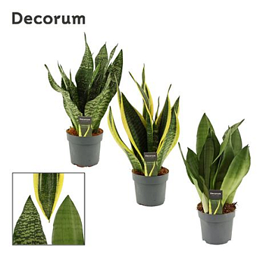 Sansevieria Super Mix (dec)