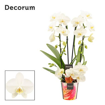 Phalaenopsis Twirl Wit (decorum)