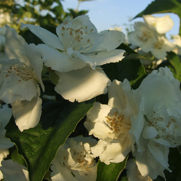 Чубушник Золотой Гигант