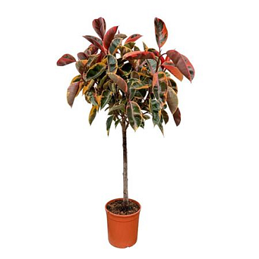 Ficus El Belize On Stem