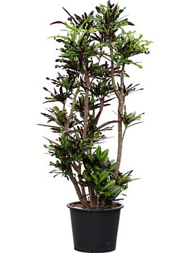 Codiaeum Codiaeum Variegated Mammi