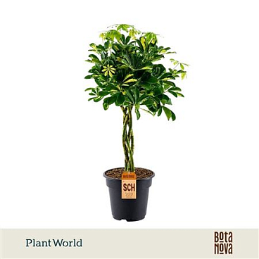 Schefflera Gold Capella Twisted