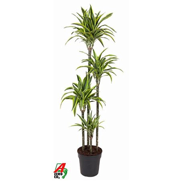 Drac Lemon Lime 120-90-60-30