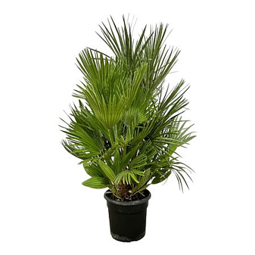 Chamaerops Humilis Bush