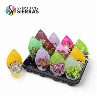 Succulent Mix (12spc.)