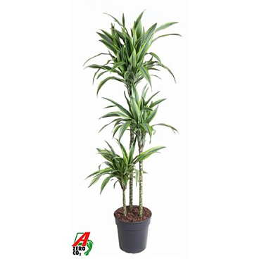 Drac Lemon Lime 90-60-30