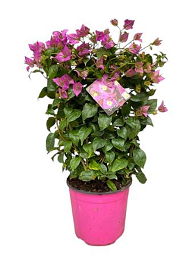 Bougainvillea Sanderiana On Reck