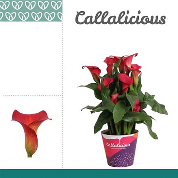 Zantedeschia Red Potcover