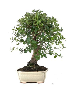 Bonsai Quercus Suber S-shape