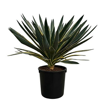 Yucca Gloriosa Variegata