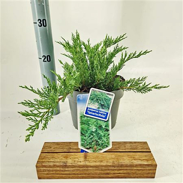 Juniperus Sabina Tamariscifolia