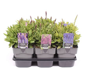 Salvia Nemorosa Mix