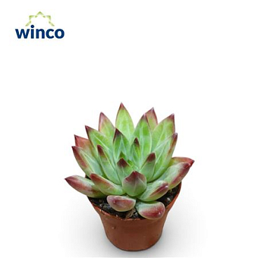 Echeveria Hookerii Rubra