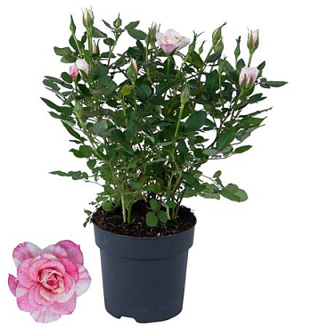 Rosa Piia St. 2-3