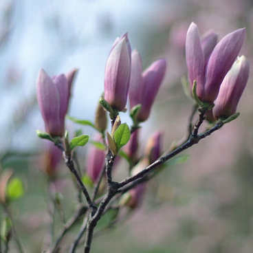 Магнолия сьюзана (в тубе)