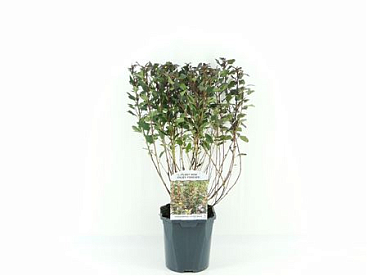 Physocarpus Op Little Devil