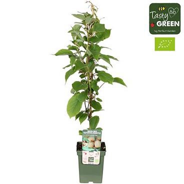 Actinidia Deliciosa Jenny Bio