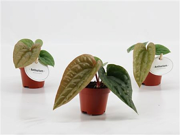 Anthurium Luxurians X Radicans