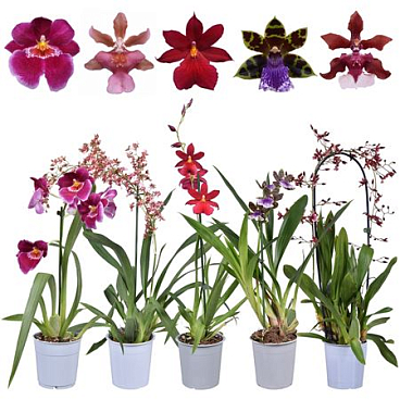 Orchid 1st Smelling Mix