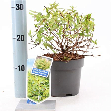 Abelia Grandiflora Happy Daydream