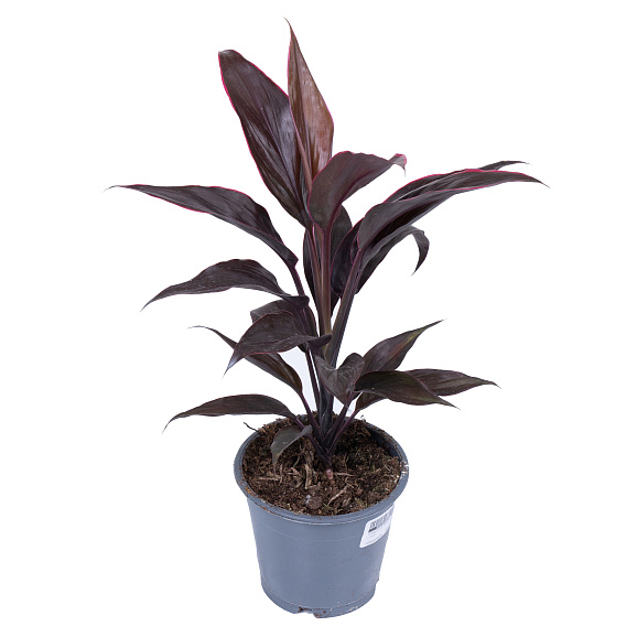 Кордилина Мамбо