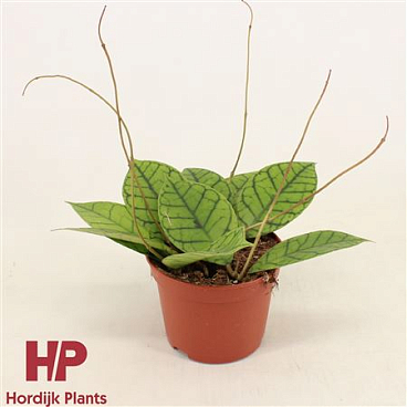 Hoya Callistophylla Kal 16