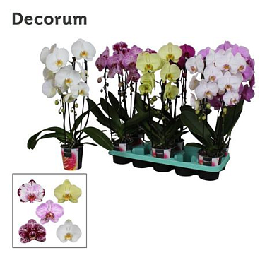 Phal Cascade 2st Mix 16+ Decorum (bernhard)